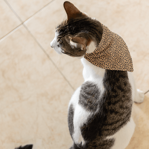 65 MCMLXV Cheetah Print Pet Bandana - 65mcmlxv