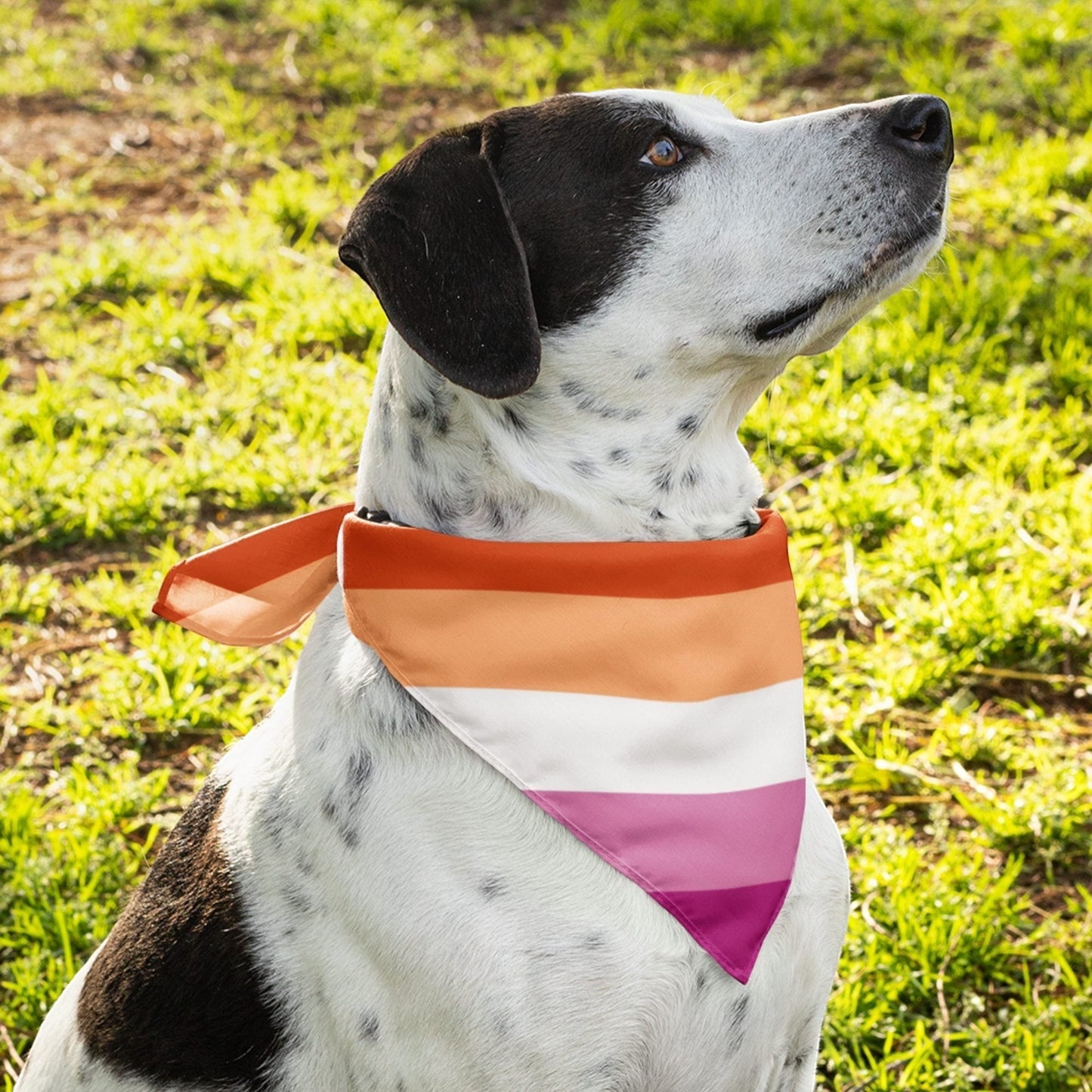 65 MCMLXV LGBT Lesbian Pride Sunset Flag Print Pet Bandana - 65mcmlxv