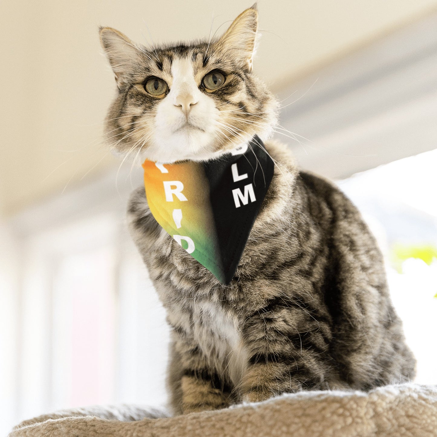 65 MCMLXV LGBT Pride Black Lives Matter Print Pet Dog Bandana Handkerchief 24x24 - 65mcmlxv