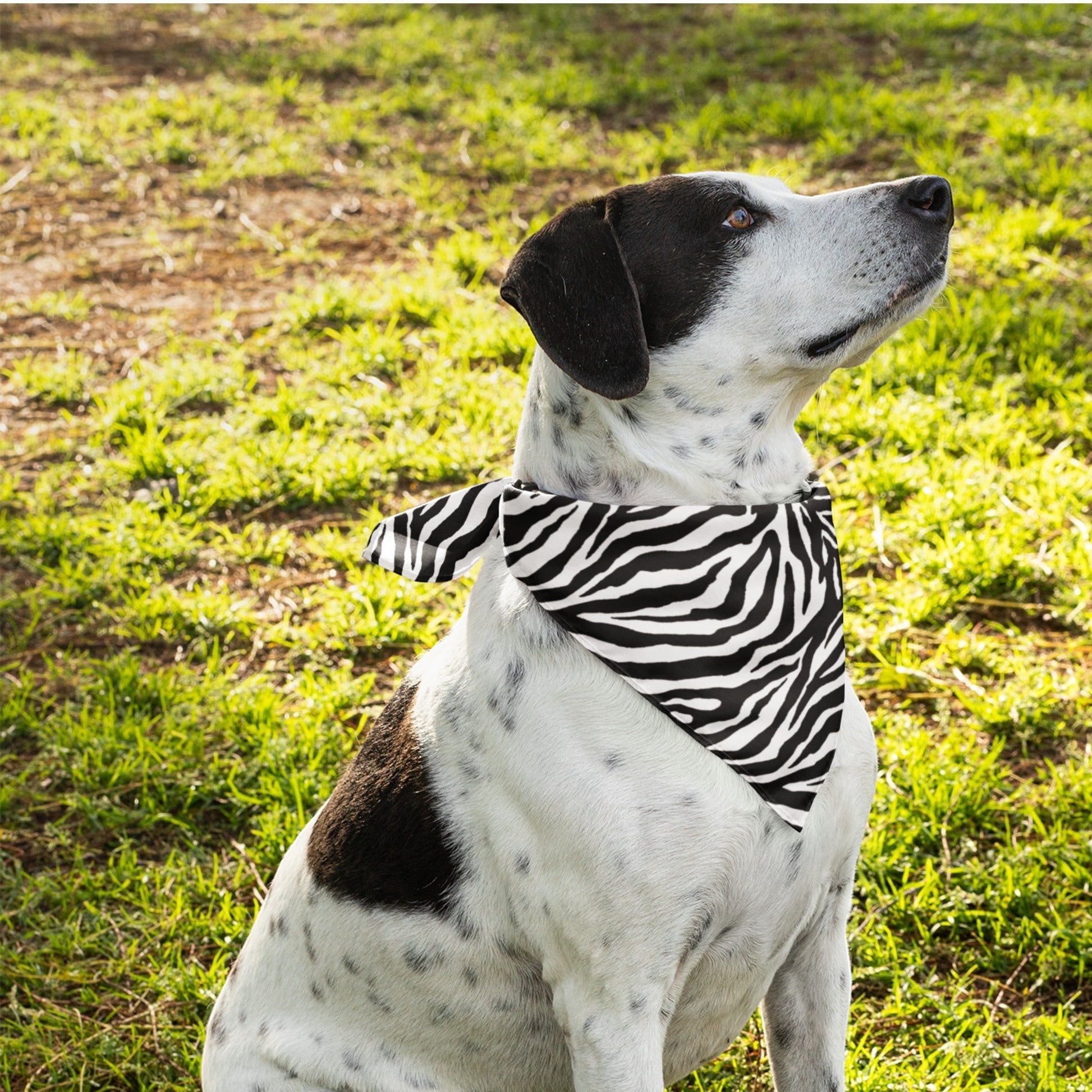 65 MCMLXV Zebra Print Pet Bandana - 65mcmlxv