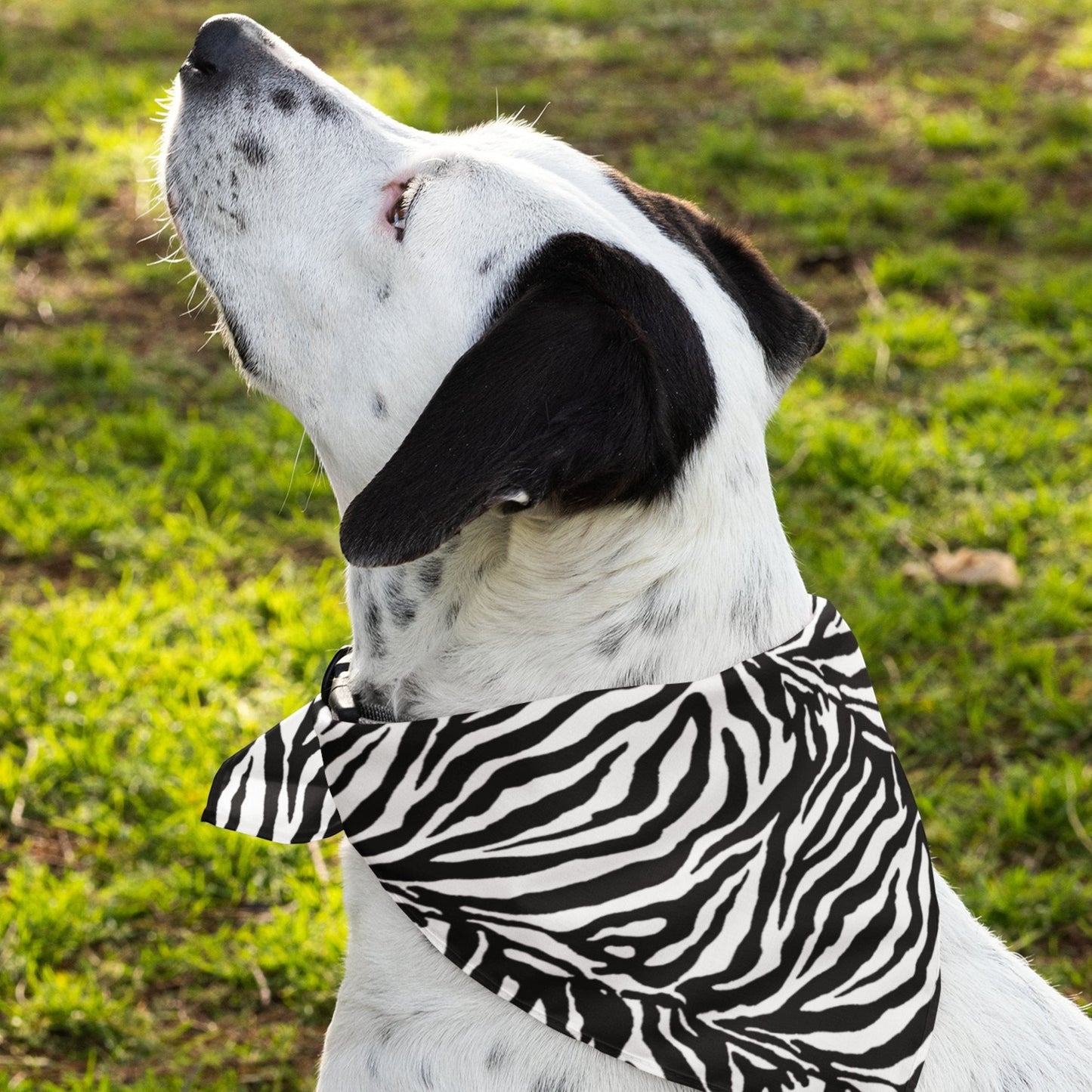 65 MCMLXV Zebra Print Pet Bandana - 65mcmlxv