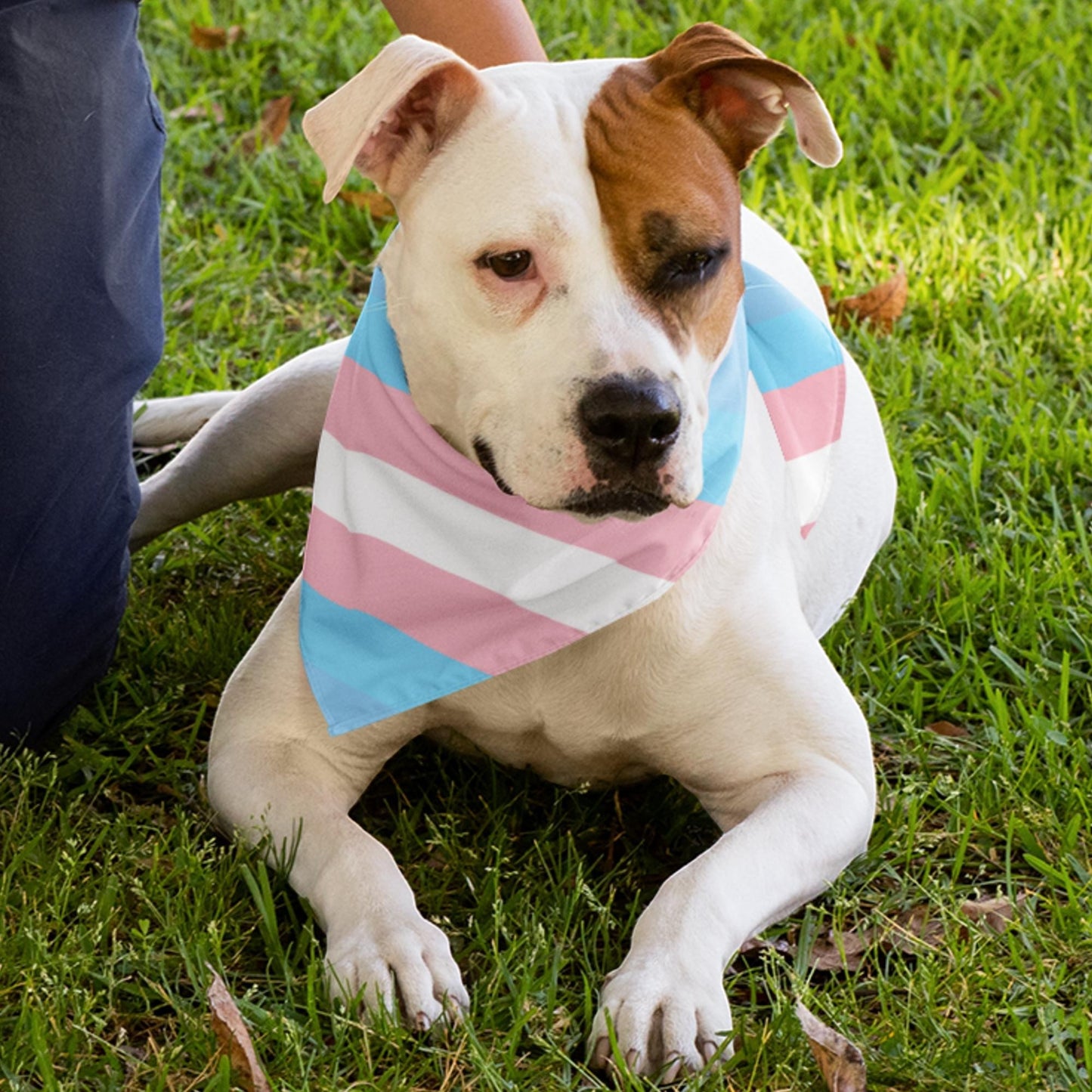 65mcmlxv transgender pride flag print dog bandana, white polyester with pink, blue, and white stripes.