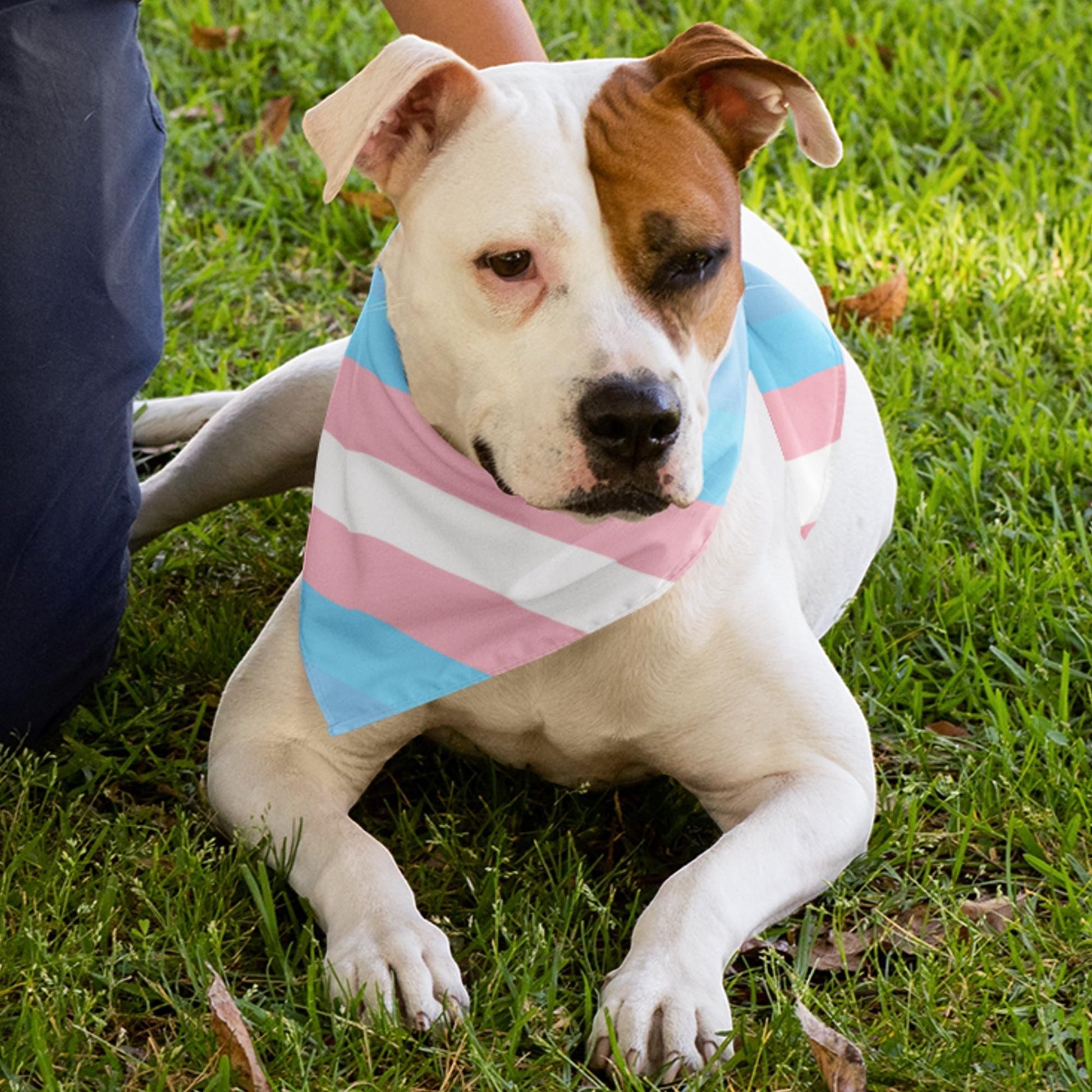65mcmlxv transgender pride flag print dog bandana, white polyester with pink, blue, and white stripes.
