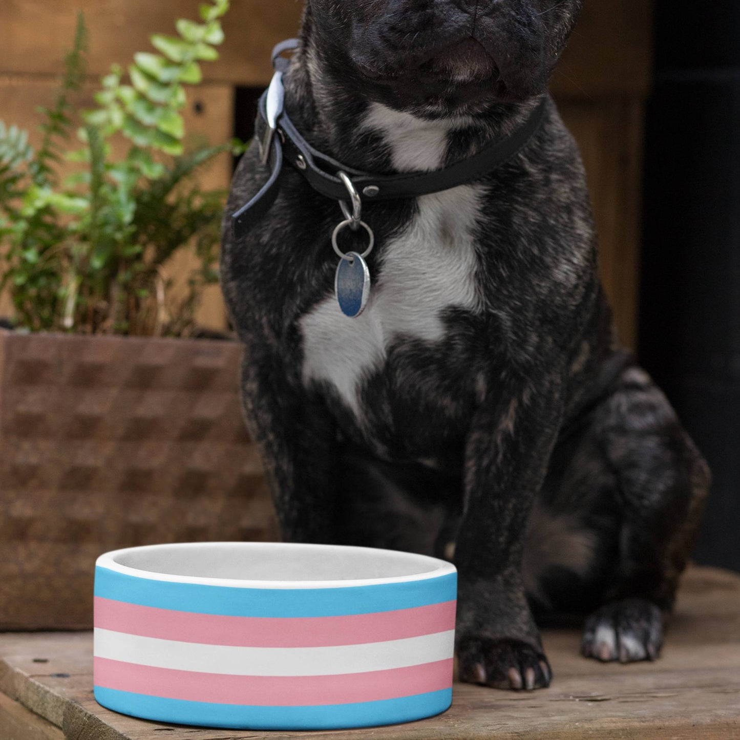 65 MCMLXV LGBT Transgender Pride Flag Print Dishwasher Safe Ceramic Pet Bowls - 65mcmlxv